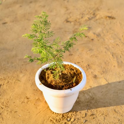 Buy Shami Plant in 10 Inch Classy White Plastic Pot Online | Urvann.com