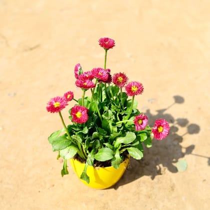 Buy Daisy (any colour) in 4 Inch Yellow Premium Orchid Round Plastic Pot Online | Urvann.com