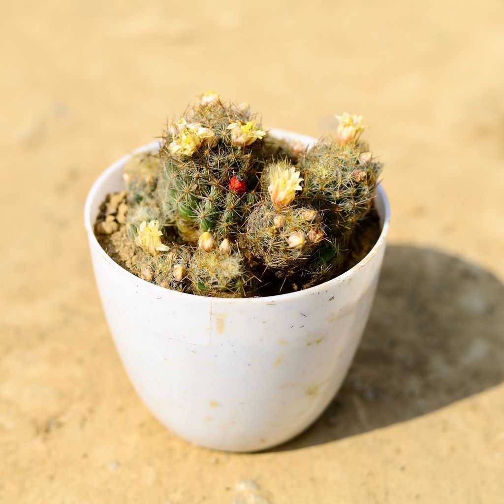 ATUL5101 - Mammillaria prolifera Cactus in 4 Inch White Premium Orchid Round Plastic Pot