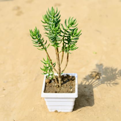 Buy Rosemary Big in 4 Inch White Marble Premium Orchid Square Plastic Pot Online | Urvann.com