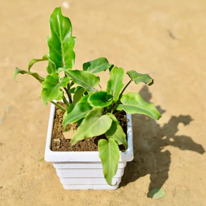 Buy Xanadu Green in 4 Inch White Marble Premium Orchid Square Plastic Pot Online | Urvann.com