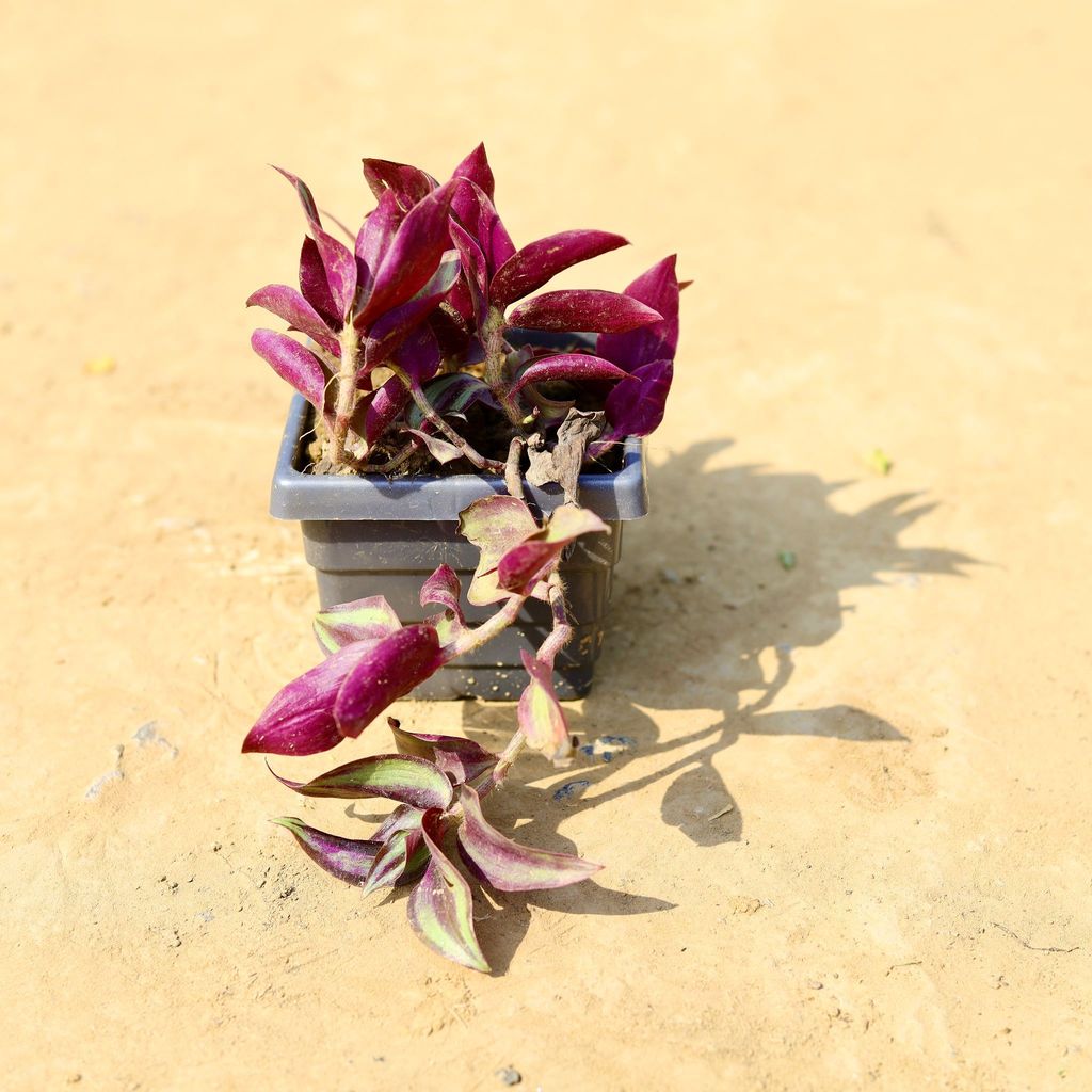 ATUL5117 - Wandering Jew in 4 Inch Grey Premium Orchid Square Plastic Pot