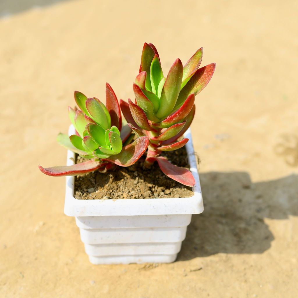 ATUL5118 - Crassula Campfire Succulent in 4 Inch White Marble Premium Orchid Square Plastic Pot