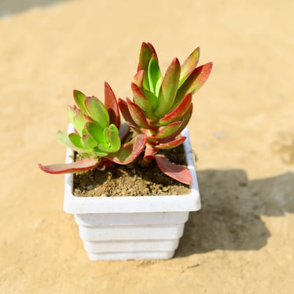 Buy Crassula Campfire Succulent in 4 Inch White Marble Premium Orchid Square Plastic Pot Online | Urvann.com