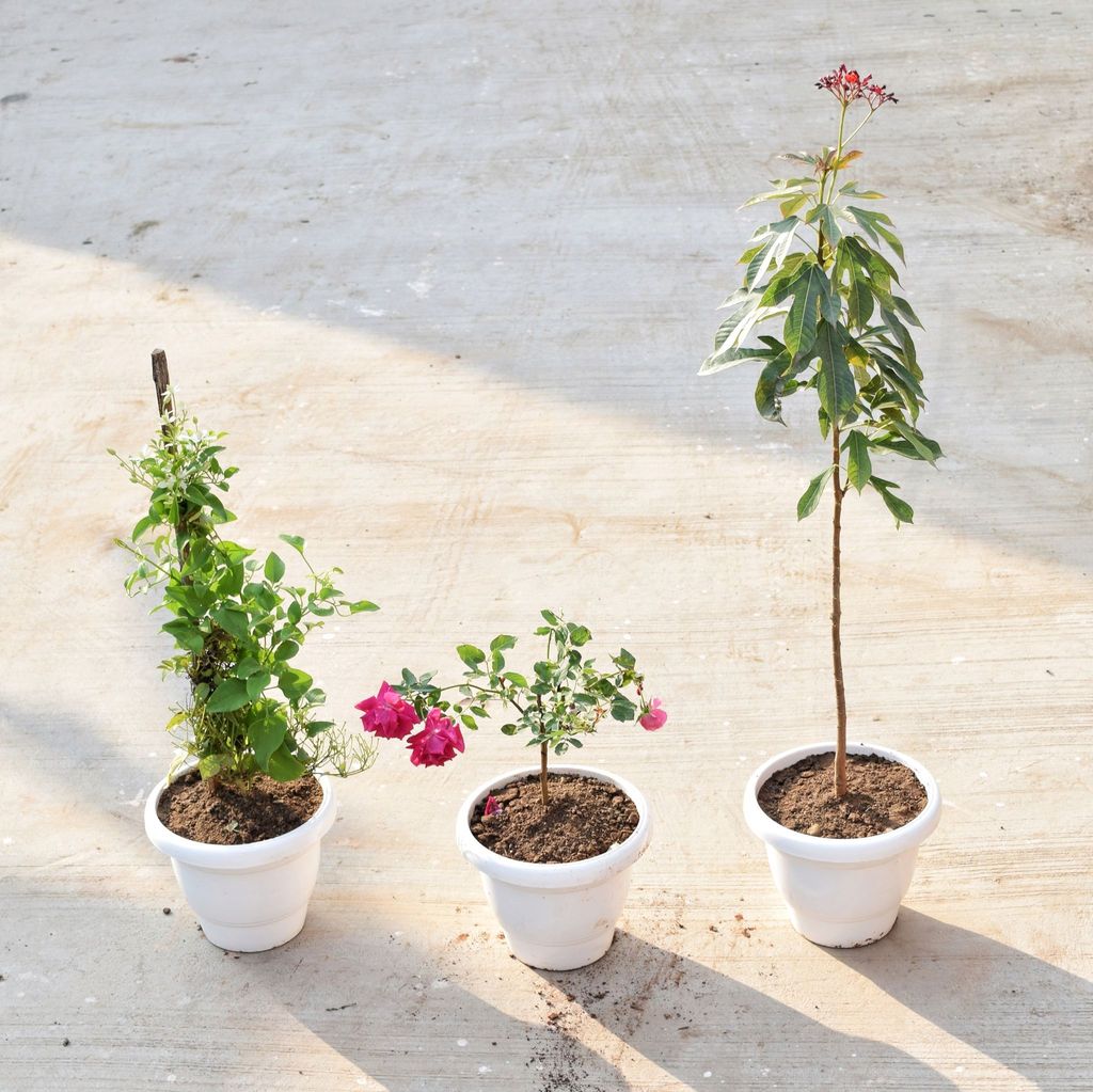 ATUL7810 - Set of 3 - Clematis, English Rose & Sundar Rupa / Jatropha (any colour) in 8 Inch Classy White Plastic Pot