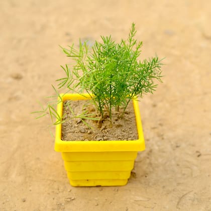 Buy Kochia in 4 Inch Yellow Premium Orchid Square Plastic Pot  Online | Urvann.com