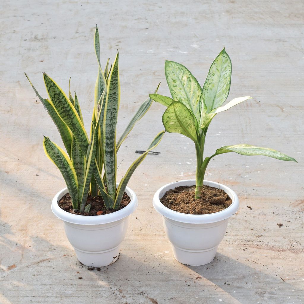 ATUL7813 - Set of 2 - Snake Variegated & Dieffenbachia Star bright in 10 Inch Classy White Plastic Pot