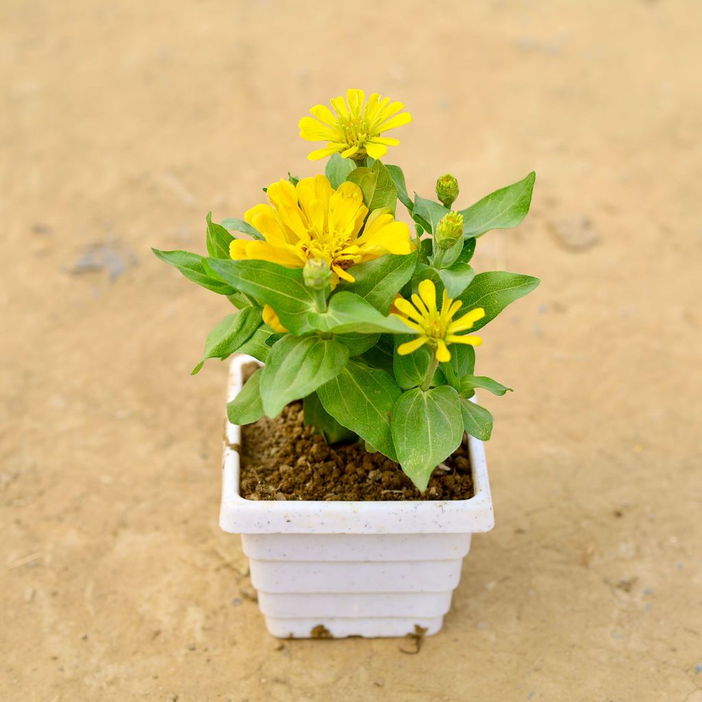 ATUL4123 - Zinnia (any colour) in 4 Inch White Marble Premium Orchid Square Plastic Pot