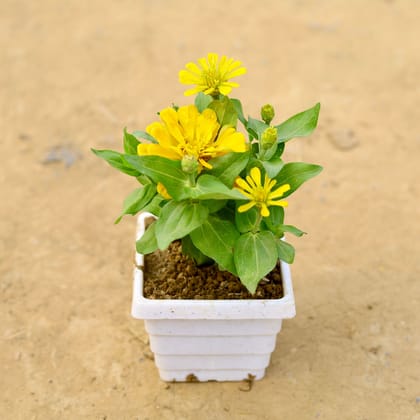 Buy Zinnia (any colour) in 4 Inch White Marble Premium Orchid Square Plastic Pot  Online | Urvann.com