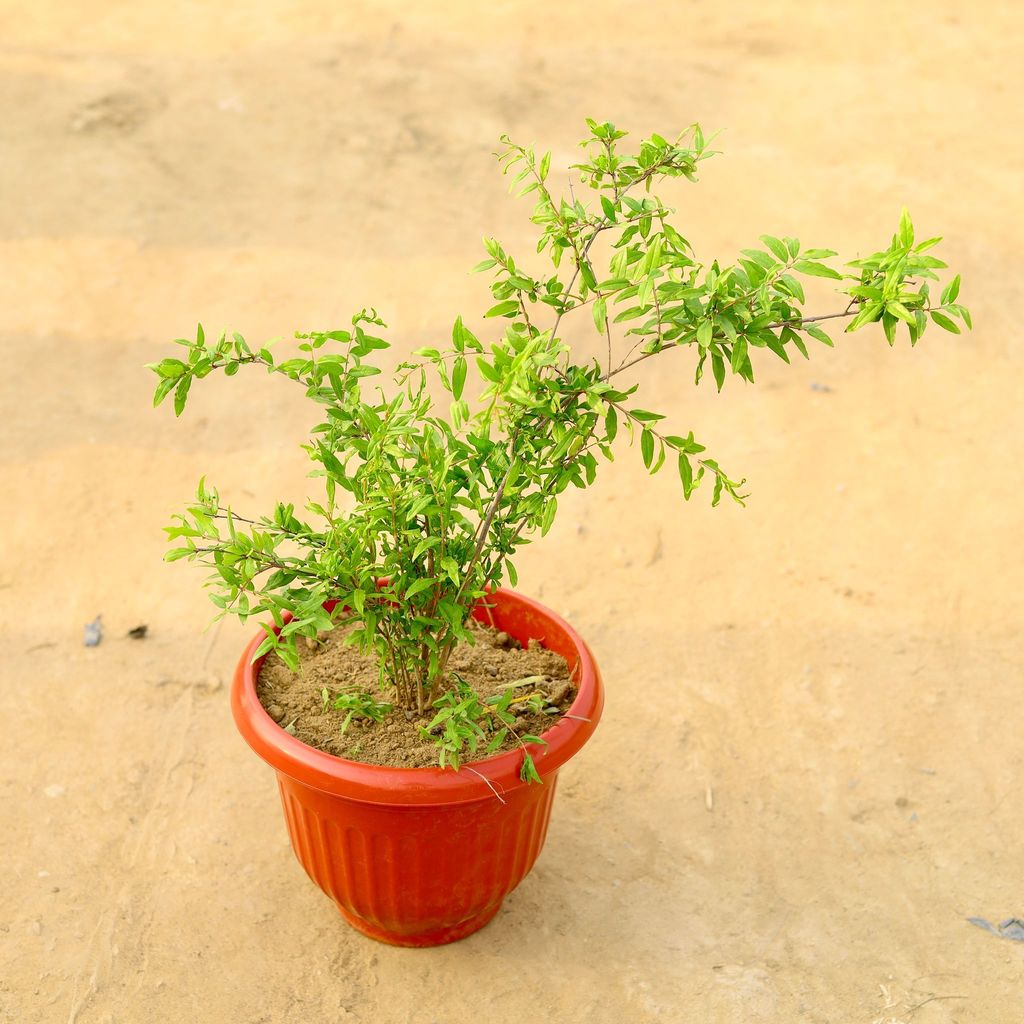 ATUL4127 - Anar / Pomegranate in 8 Inch Terracotta Red Olive Plastic Pot