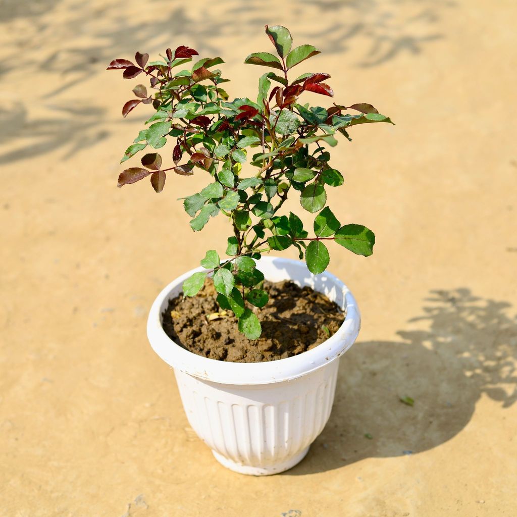 ATUL5137 - English Rose (any colour) in 8 Inch White Olive Plastic Pot