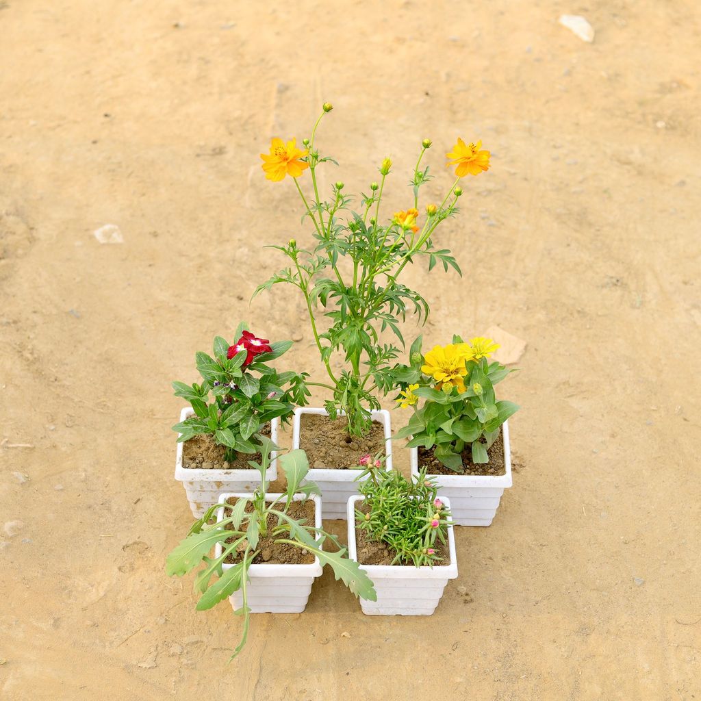 ATUL4130 - Set of 5 - Cosmos,Zinnia, Portulaca Moss Rose & Periwinkle / Vinca / Sadabahar, Lavender (any colour) in 4 Inch White Marble Premium Orchid Square Plastic Pot