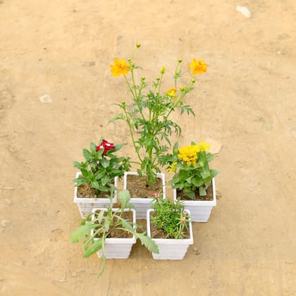 Buy Set of 5 - Cosmos,Zinnia, Portulaca Moss Rose & Periwinkle / Vinca / Sadabahar, Lavender (any colour) in 4 Inch White Marble Premium Orchid Square Plastic Pot  Online | Urvann.com