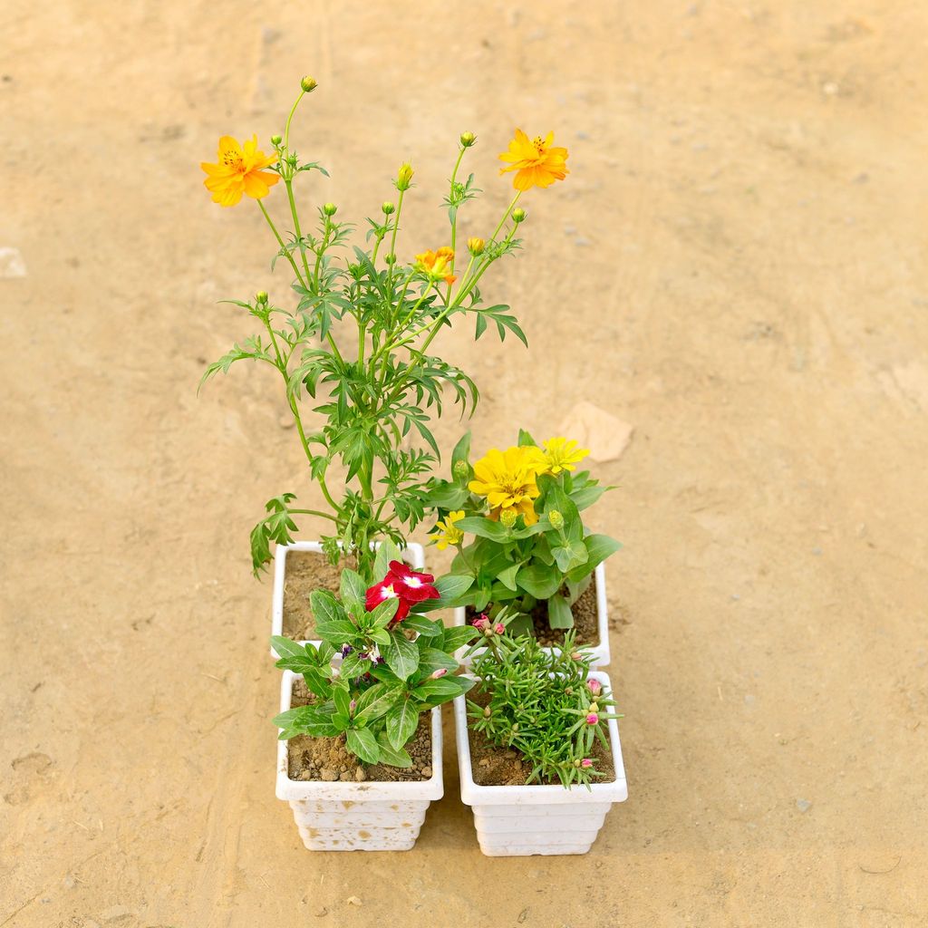 ATUL4134 - Set of 4 - Cosmos,Zinnia, Portulaca Moss Rose & Periwinkle / Vinca / Sadabahar (any colour) in 4 Inch White Marble Premium Orchid Square Plastic Pot