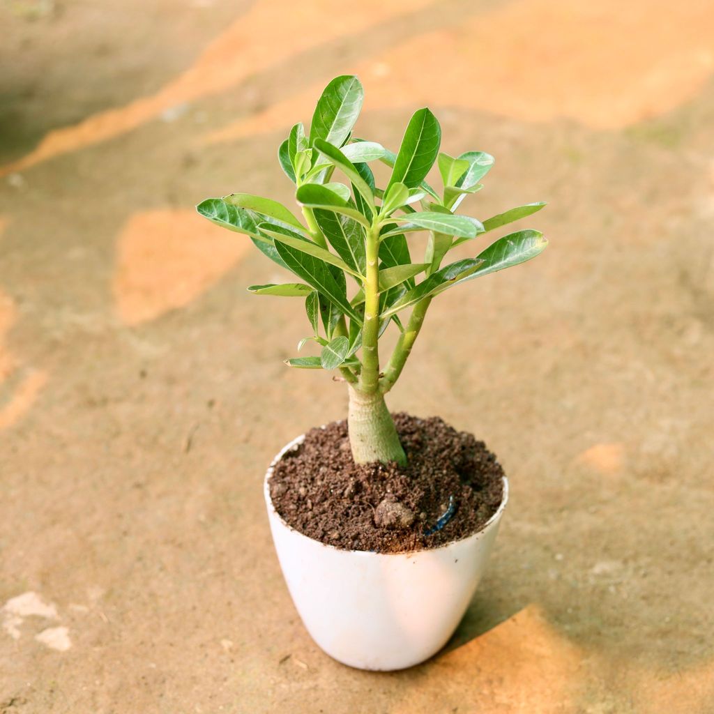 ATUL3148 - Adenium in 6 Inch White Premium Orchid Round Plastic Pot