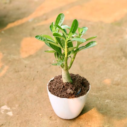 Buy Adenium in 6 Inch White Premium Orchid Round Plastic Pot Online | Urvann.com