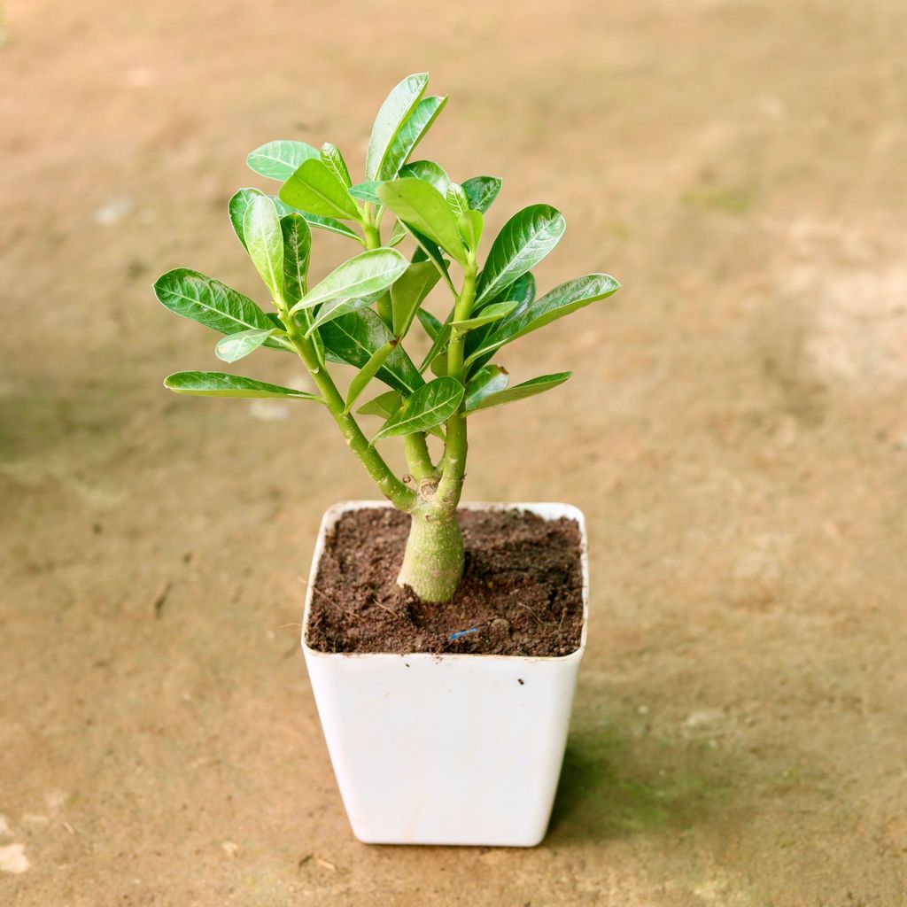 ATUL3151 - Adenium in 5 Inch Classy White Square Plastic Pot