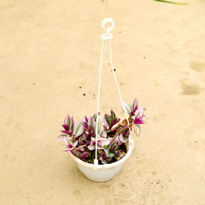 Buy Wandering Jew in 6 Inch Hanging Pot (any colour) Online | Urvann.com