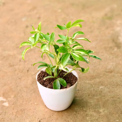 Buy Schefflera Variegated in 6 Inch White Premium Orchid Round Plastic Pot Online | Urvann.com