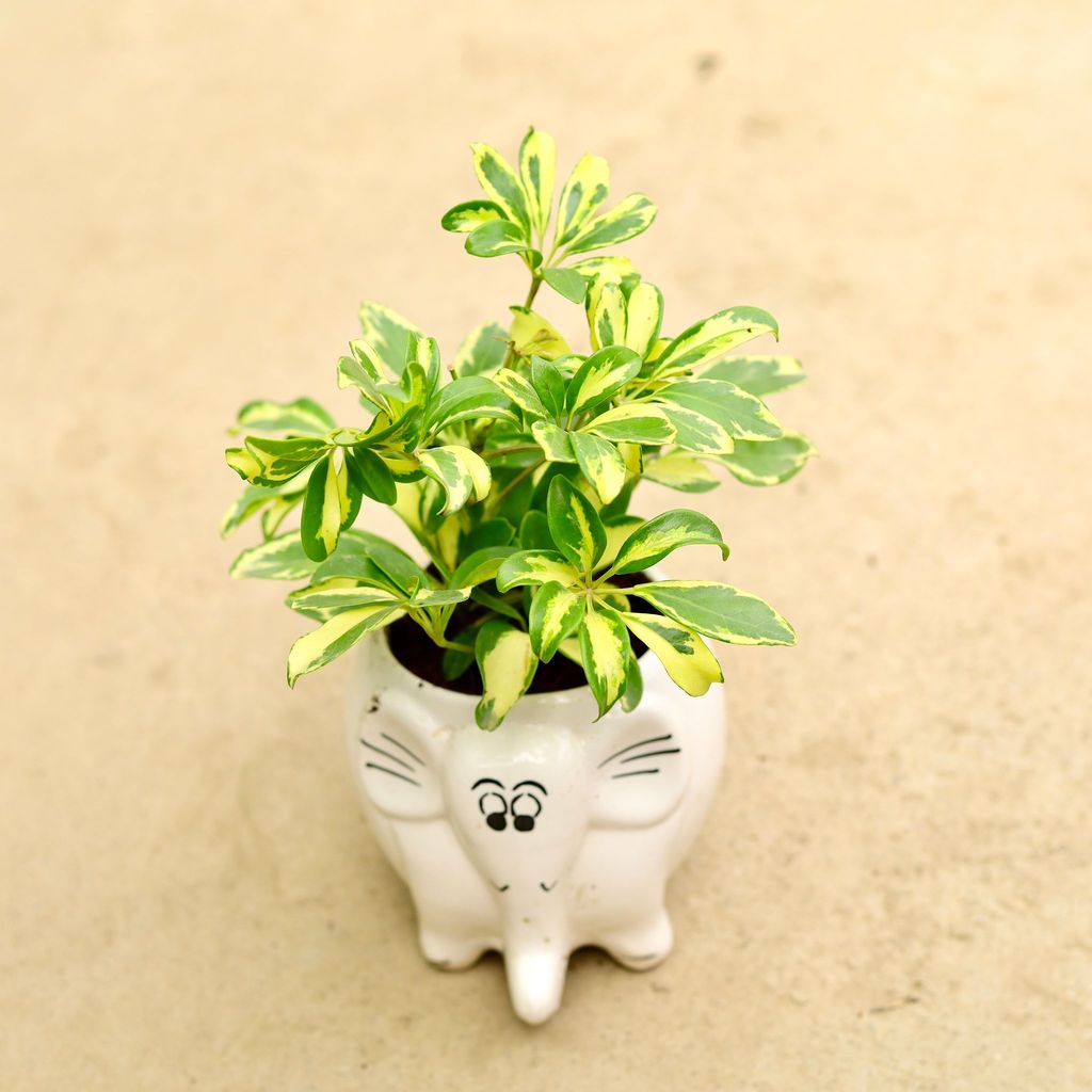 ATUL5153 - Schefflera Brassia in Inch 6 Inch Cute Elephant Designer Ceramic Pot (any colour & design)