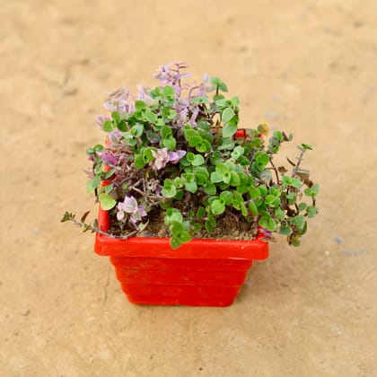 Buy Creeping inchplant in 4 Inch Red Premium Orchid Square Plastic Pot  Online | Urvann.com