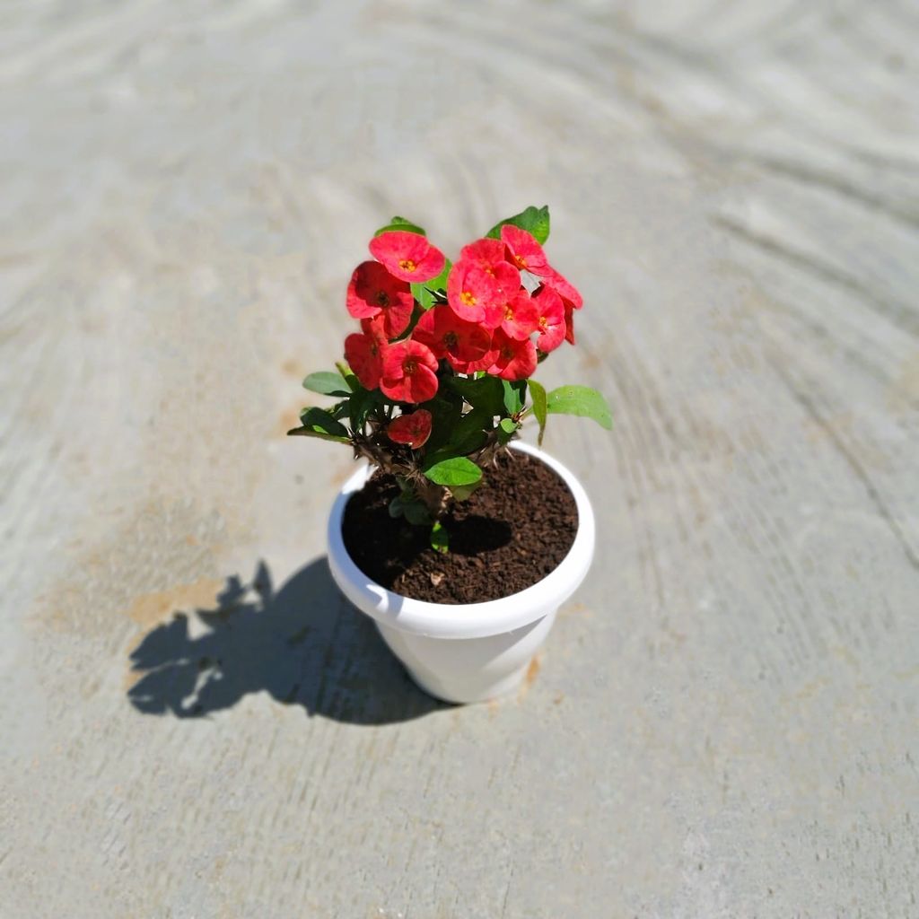 ATUL5158 - Euphorbia Mili in 8 Inch Classy White Plastic Pot