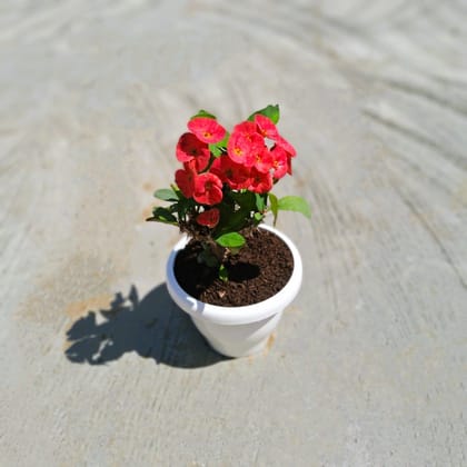 ATUL5158 - Euphorbia Mili in 8 Inch Classy White Plastic Pot