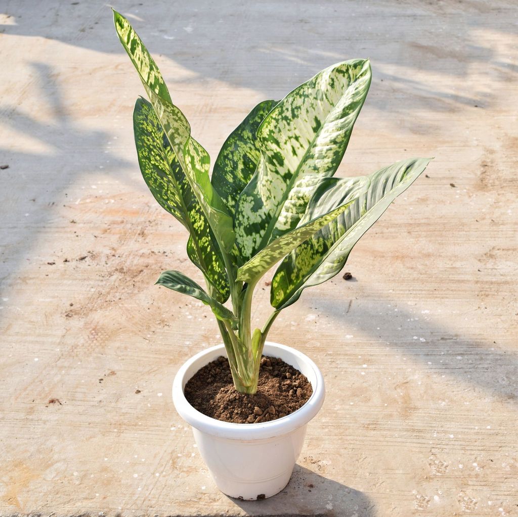 ATUL7853 - Dieffenbachia Tiger in 12 Inch Classy White Plastic Pot