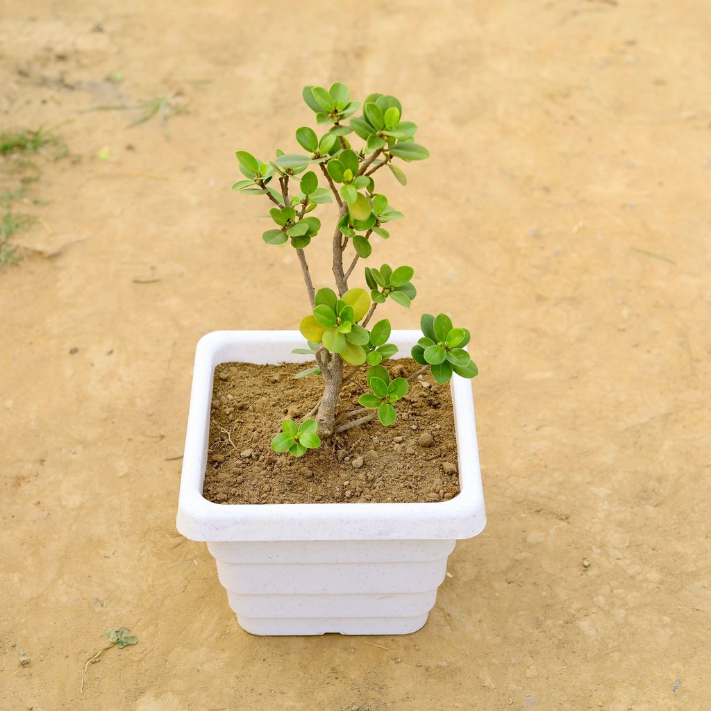 ATUL4161 - Ficus in 4 Inch White Marble Premium Orchid Square Plastic Pot