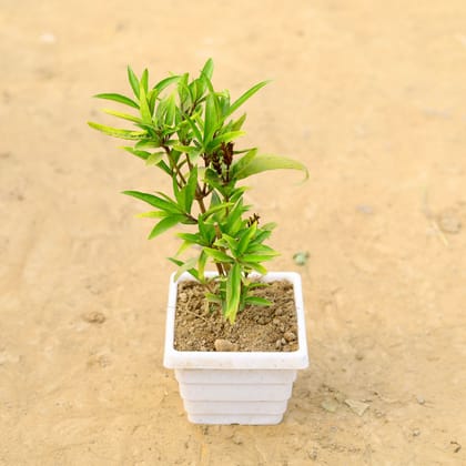 Buy Sukh Shanti in 4 Inch White Marble Premium Orchid Square Plastic Pot  Online | Urvann.com