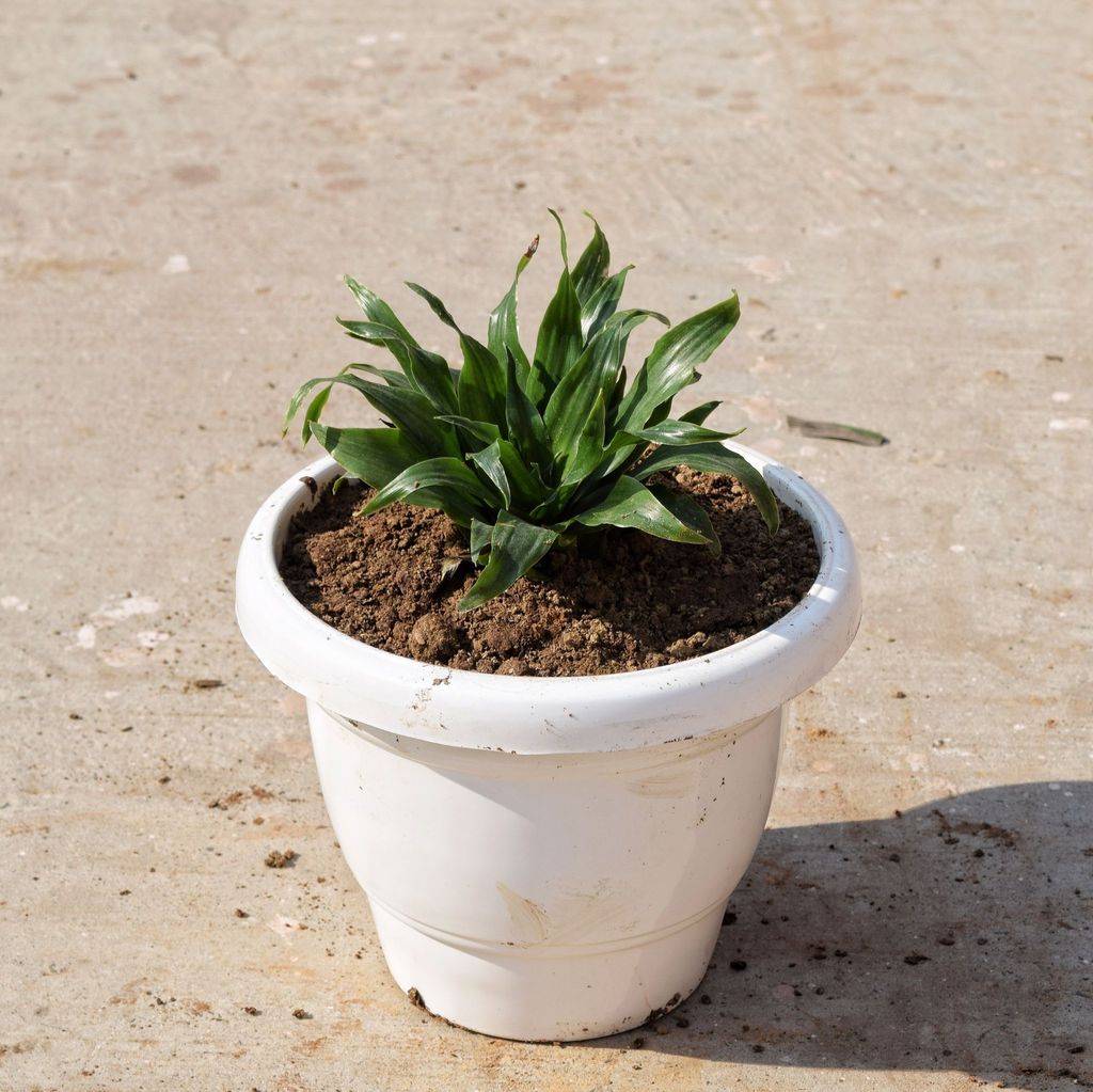 ATUL7875 - Dracaena Compacta in 8 Inch Classy White Plastic Pot