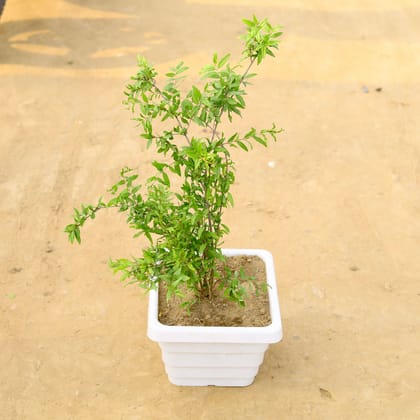 Buy Anar / Pomegranate in 10 Inch White Marble Premium Orchid Square Plastic Pot  Online | Urvann.com