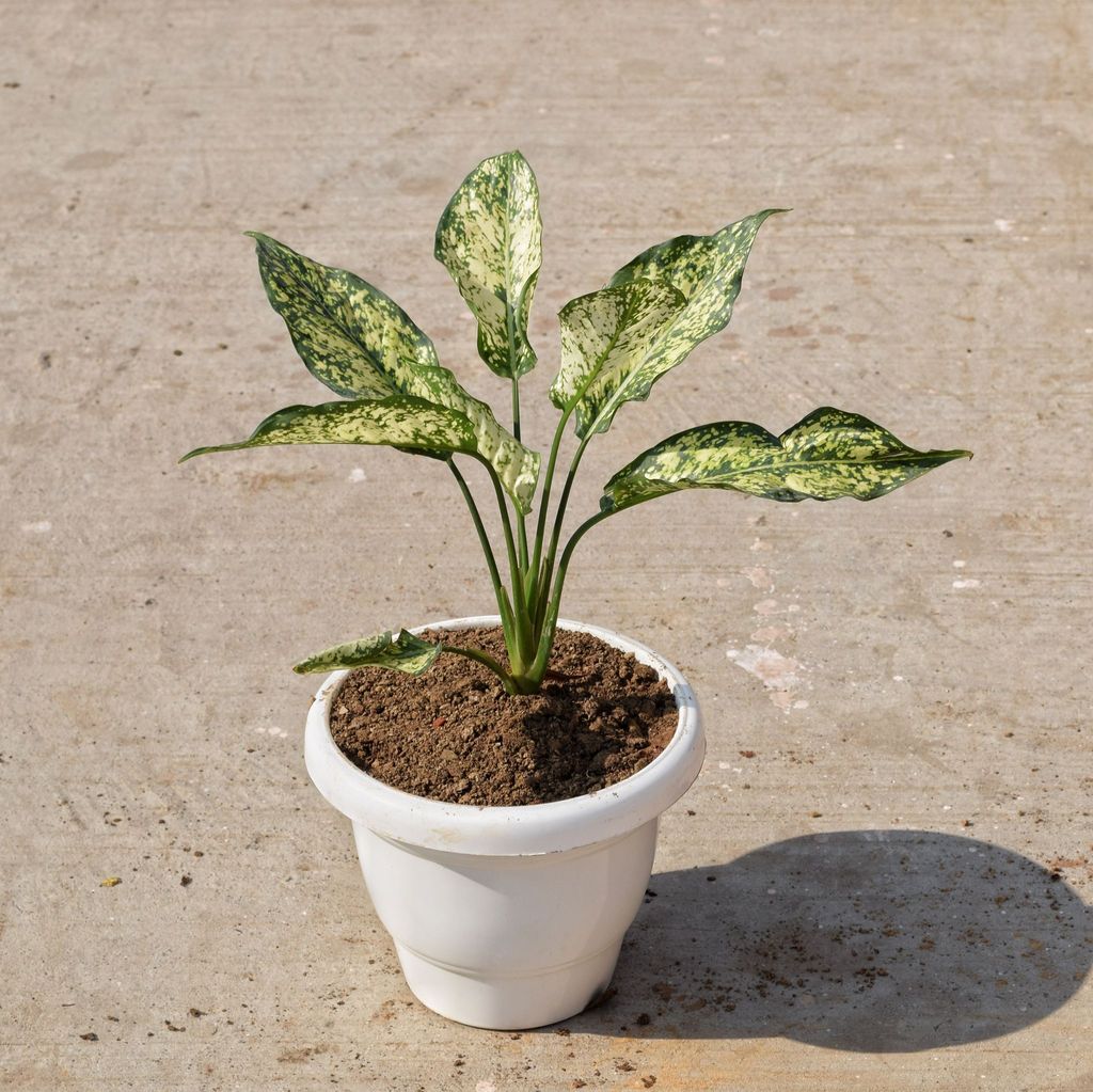 ATUL7878 - Aglaonema Snow White in 8 Inch Classy White Plastic Pot