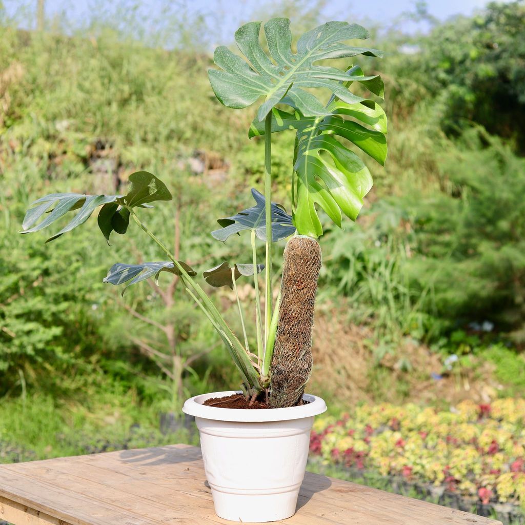 ATUL9495 - Monstera Deliciosa (~ 2 Ft) with Moss Stick in 12 Inch Classy White Plastic Pot