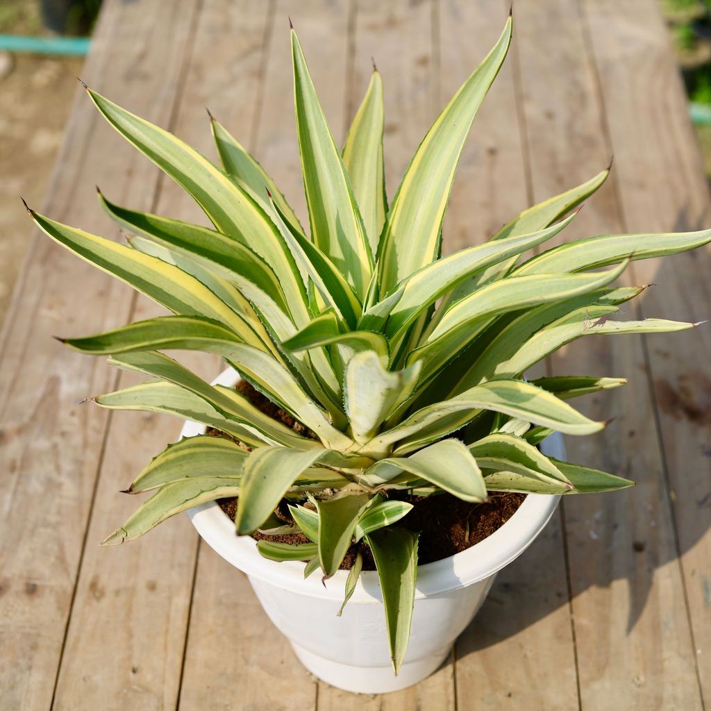 ATUL9498 - Agave Variegated in 10 Inch Classy White Plastic Pot