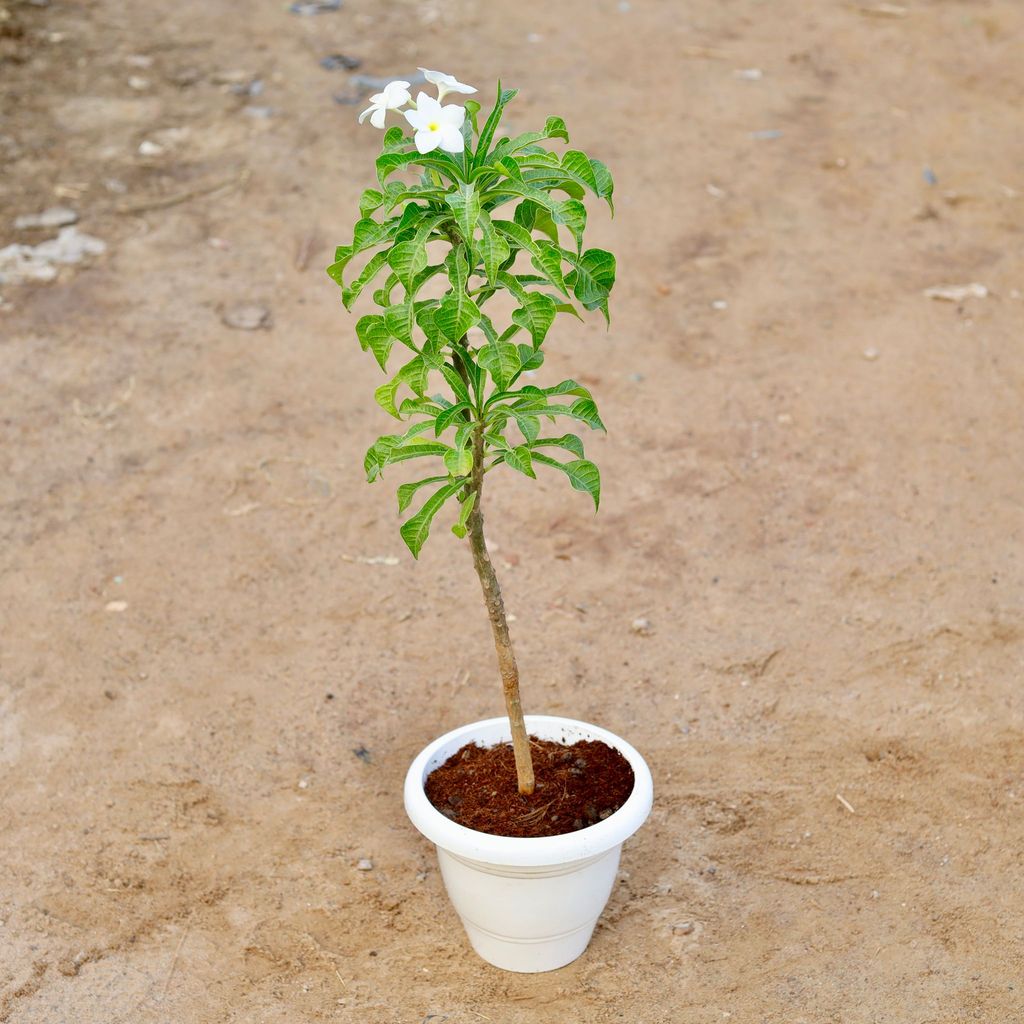 ATUL9212 - Naag Champa / Plumeria Pudica White in 10 Inch Classy White Plastic Pot