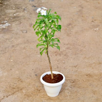 Buy Naag Champa / Plumeria Pudica White in 10 Inch Classy White Plastic Pot Online | Urvann.com