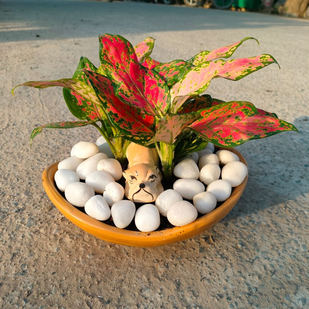 ATUL9243 - Gifting Special - Aglaonema Lipstick in 8 Inch Designer ceramic Tray (any colour & design)