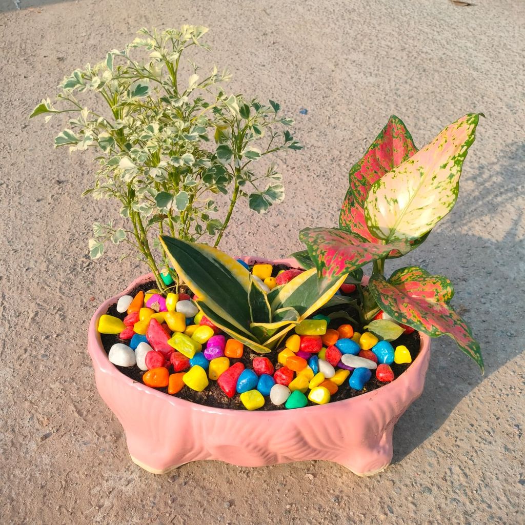 ATUL9250 - Gifting Special - Aralia White, Snake Yellow Dwarf & Aglaonema Pink Dalmation in 8 Inch Designer ceramic Tray (any colour & design)