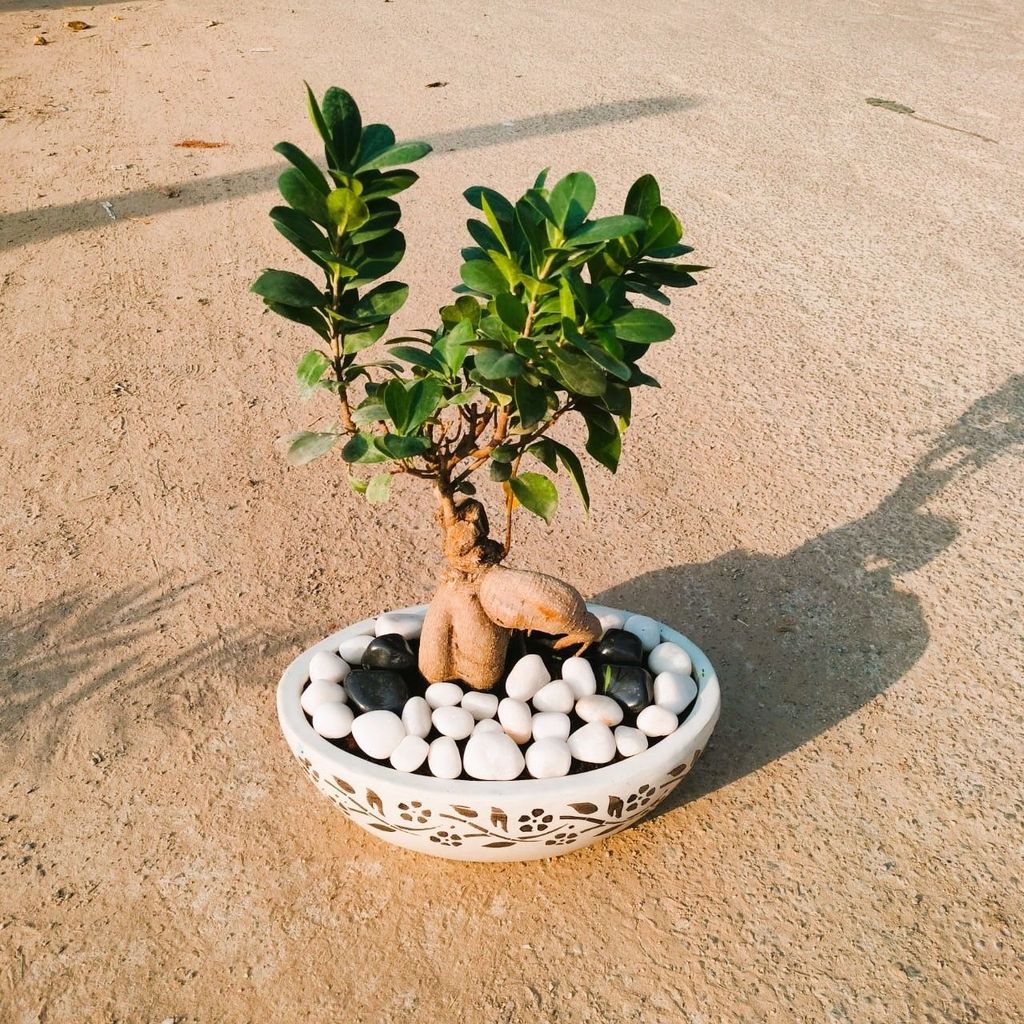 ATUL9252 - Ficus Bonsai in 8 Inch Designer Ceramic Tray (any colour & design)