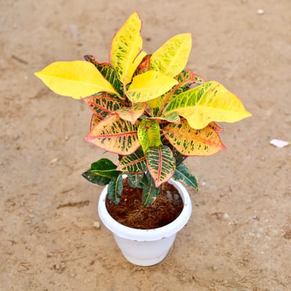 Buy Croton Petra Pune in 8 Inch Classy White Plastic Pot Online | Urvann.com