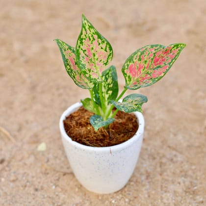 Buy Aglaonema Pink Dalmatian in 4 Inch Classy White Cup Ceramic Pot Online | Urvann.com