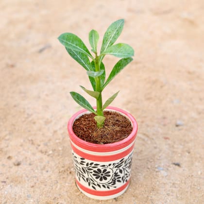 Buy Adenium (any colour) in 4 Inch Classy Cylindrical Ceramic Pot (any colour & design) Online | Urvann.com