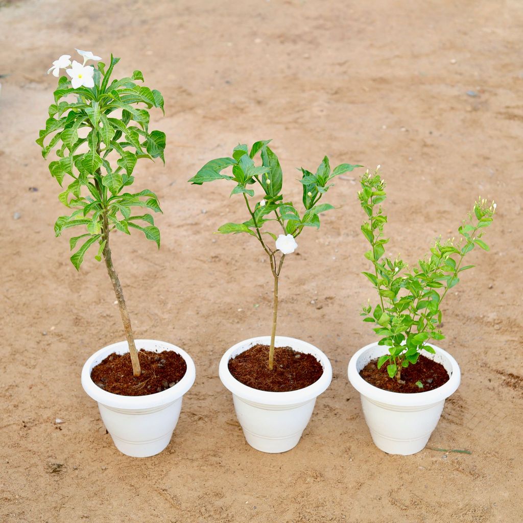 ATUL9169 - Set of 3 -Juni / Jasmine, Naag Champa & Double Chandni (any colour) in 10 Inch Classy White Plastic Pot