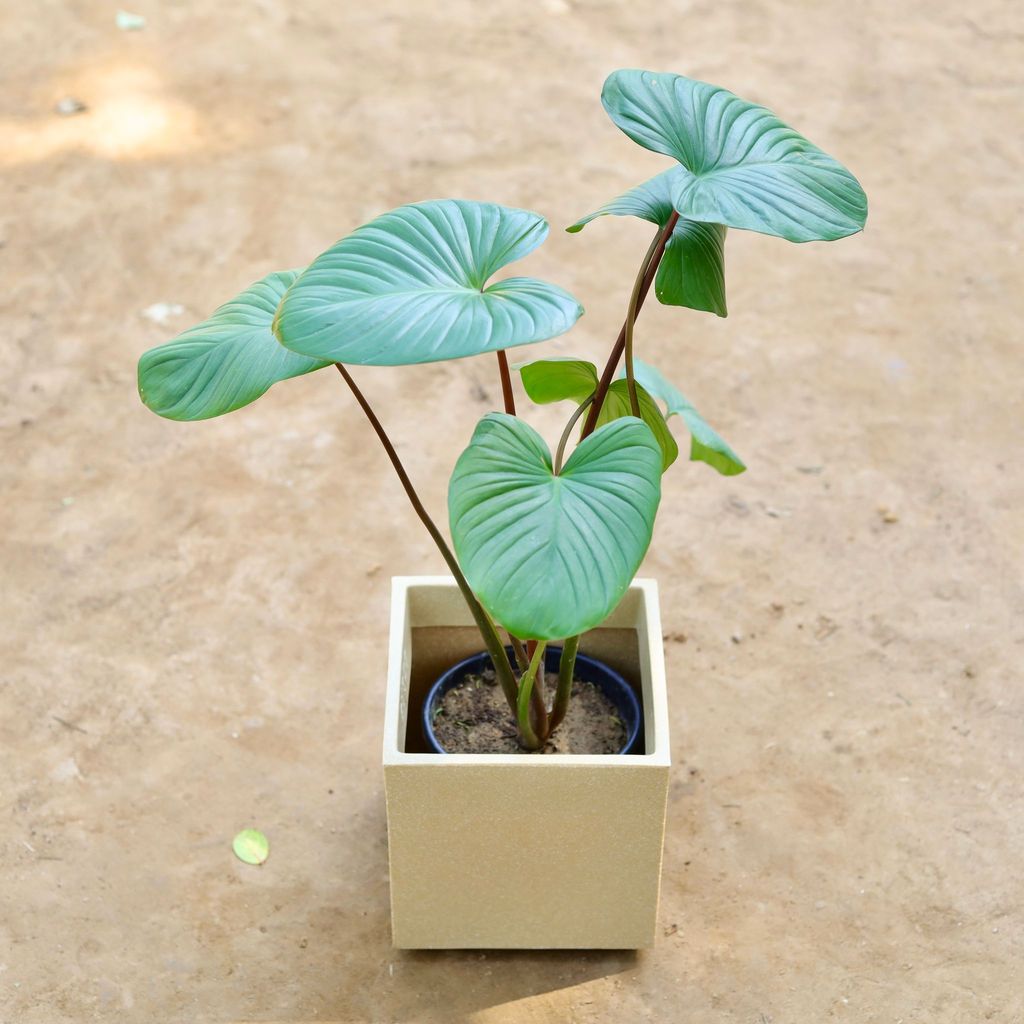 ATUL8929 - Alocasia Corazon in 8 inch Classy Beige Fox Fiberglass Planter