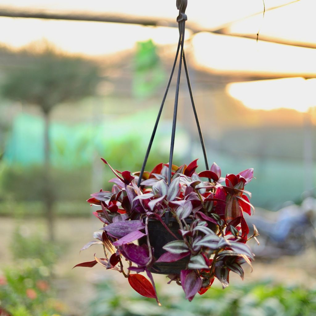 ATUL8802 - Wandering Jew in 6 Inch Hanging Basket (any colour)