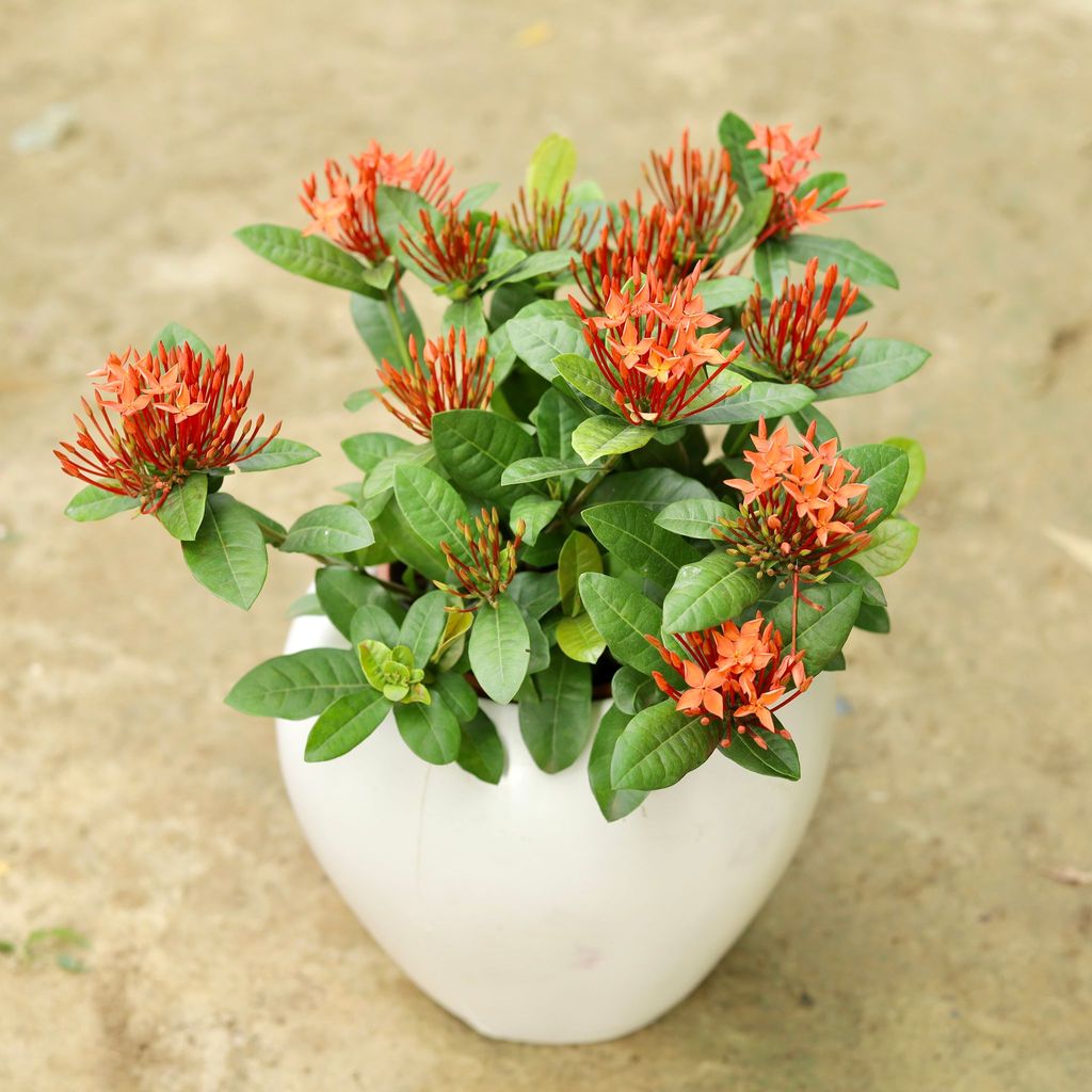 ATUL10302 - Chinese Ixora (any colour) in 8 Inch Classy White Fiberglass Pot