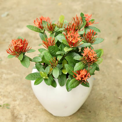 Buy Chinese Ixora (any colour) in 8 Inch Classy White Fiberglass Pot Online | Urvann.com