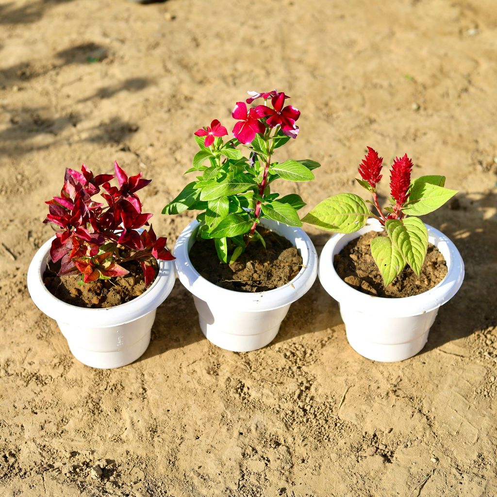 ATUL8853 - Set of 3 - Alternanthera Red, Celosia & Sadabahar / Periwinkle / Vinca (any colour) in 6 inch Classy White Plastic Pot