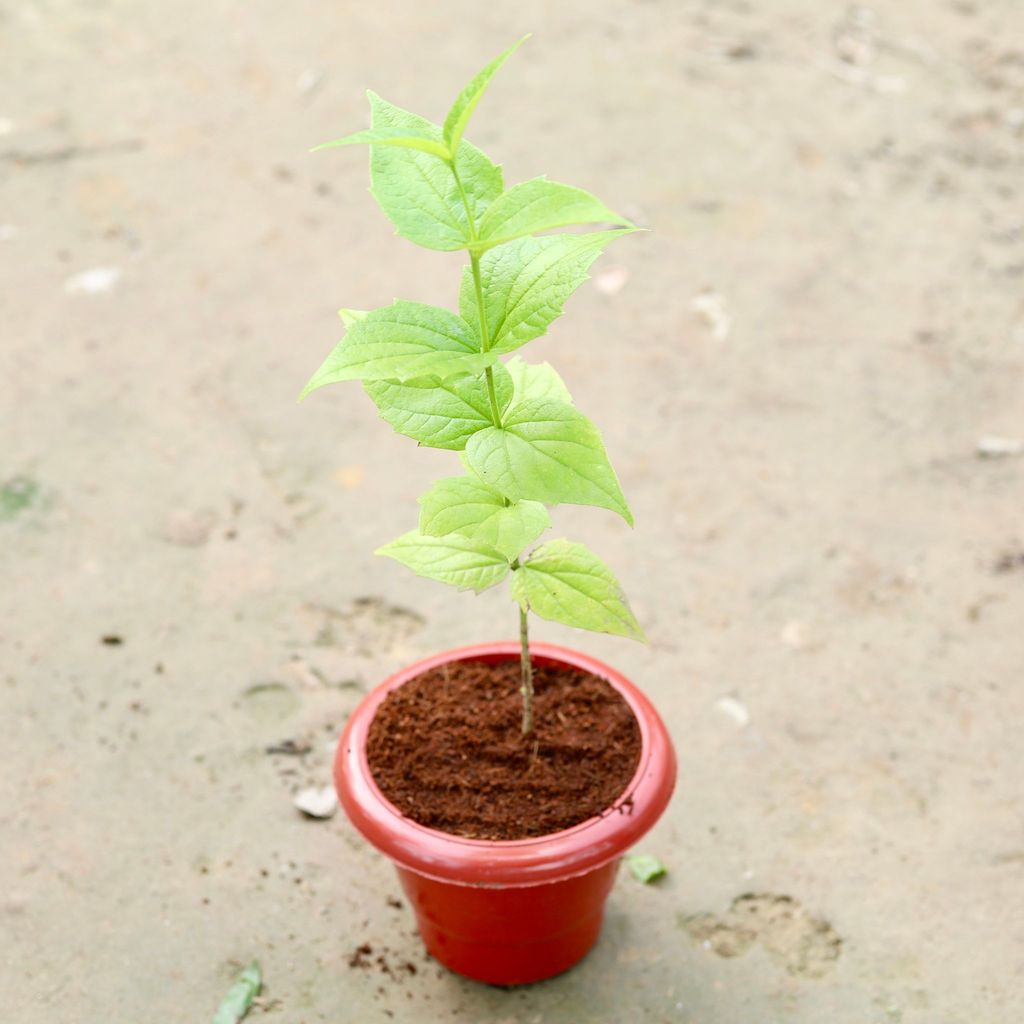 ATUL10353 - Harsingar / Parijat (any colour) in 6 Inch Classy Red Plastic Pot